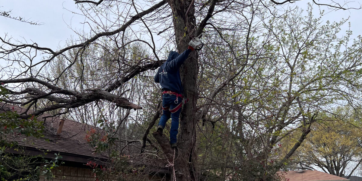 Tree Trimming Service