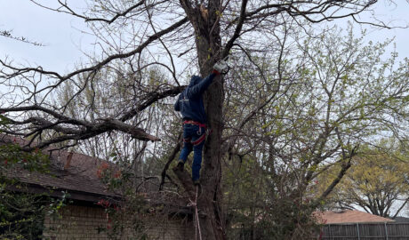 Tree Trimming Service